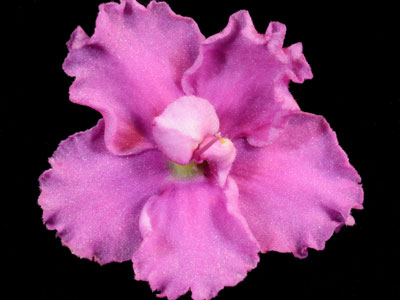 (image for) Natural Charm