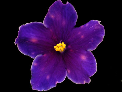 (image for) Neon Fireflies