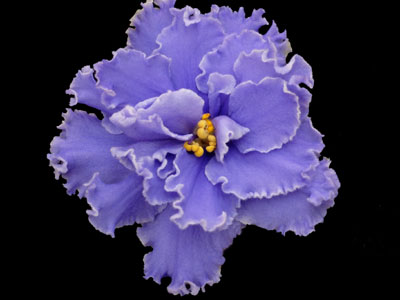 (image for) Ness' Ruffled Skies