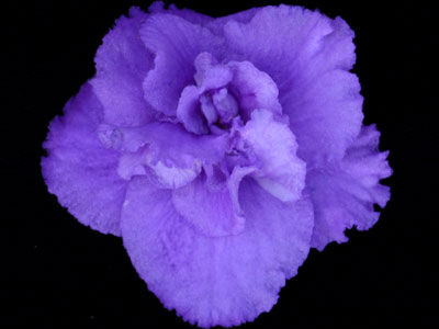 (image for) New York's Finest