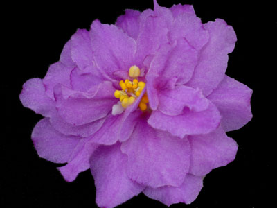 (image for) Northern Attitude