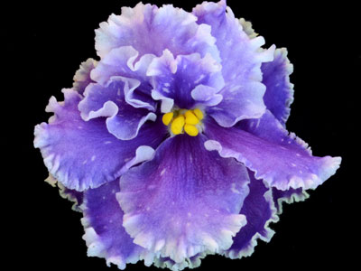 (image for) Ocean Surf