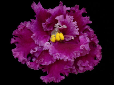 (image for) Old-fashioned Love