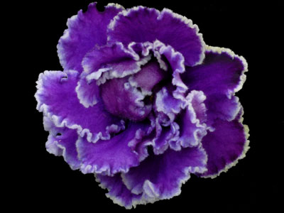 (image for) Paradise Lost