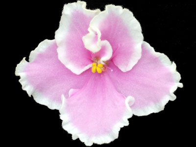 (image for) Pink Summit