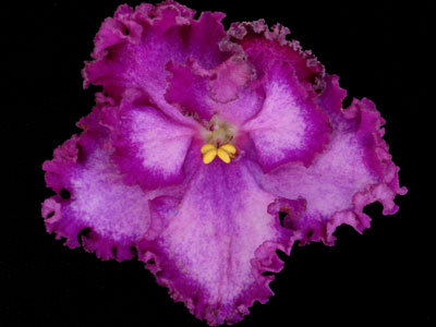 (image for) Pirate's Treasure (Lyon's)