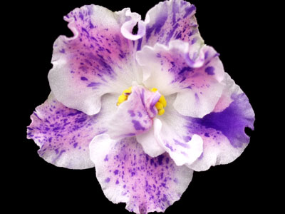 (image for) Playful Spectrum