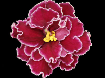 (image for) Powder Keg