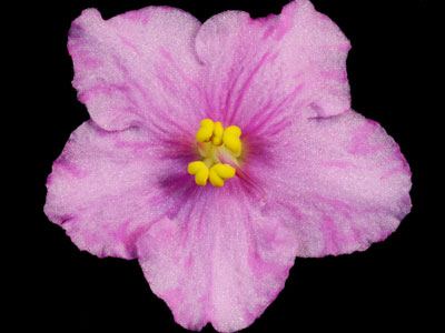 (image for) Pretty 'n Pink