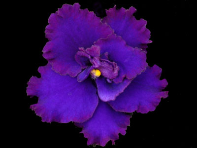 (image for) Private Dancer