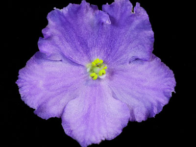 (image for) Radiant Glory