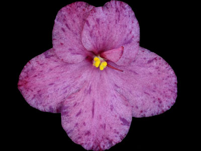 (image for) Raspberry Rain