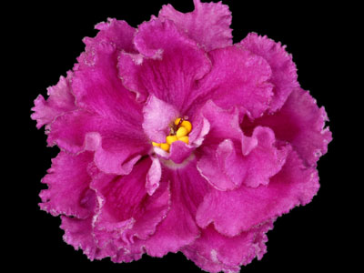 (image for) Rebel's Restless Heart