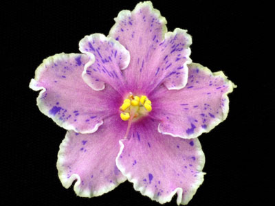 (image for) Rebel's Splatter Kake