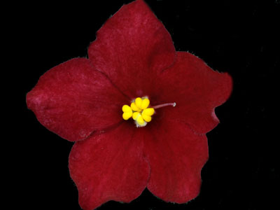 (image for) Red Sun Rising