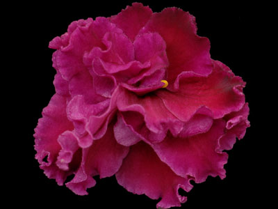 (image for) Redoubled