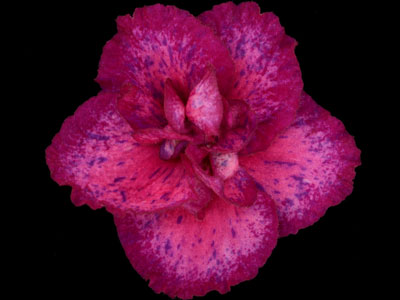 (image for) Regal Crest