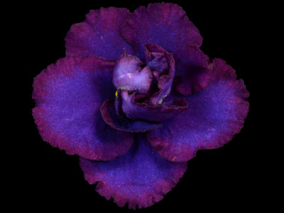 (image for) Regal Renegade