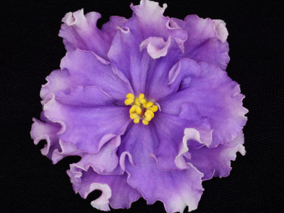 (image for) Right as Rain