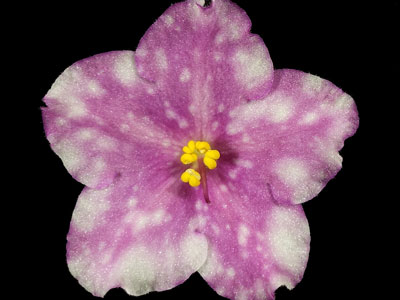 (image for) Rivermist Beguiling