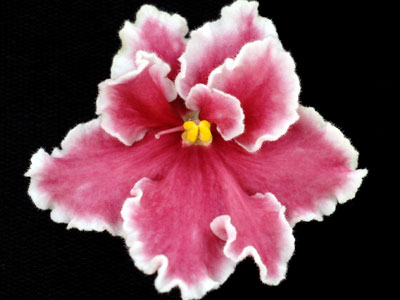 (image for) Rockin' Robin