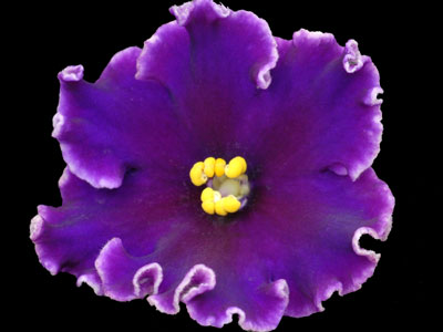 (image for) Royal Rage