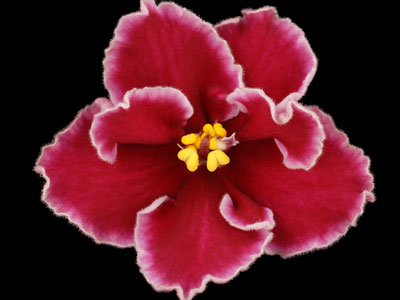 (image for) Rumba Red