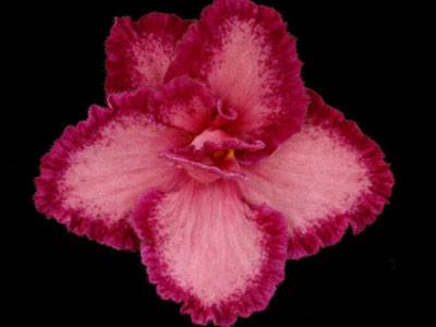 (image for) Sassy Sadie (Lyon's)