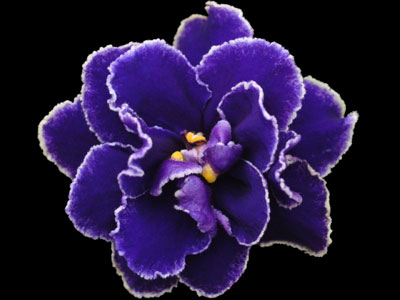 (image for) Sea Drift