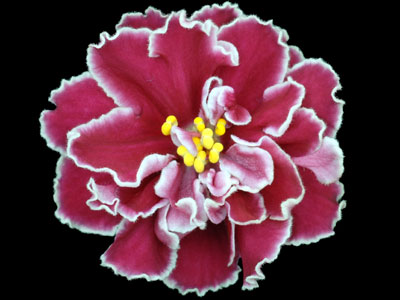 (image for) Secret Rendezvous