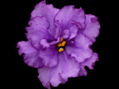 (image for) Silent Prayer