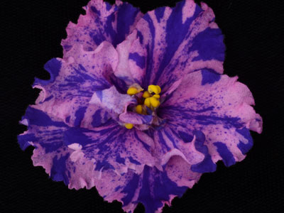 (image for) Silk Art