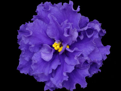 (image for) Simpler Times