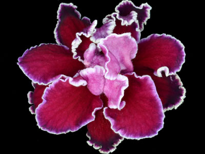 (image for) Sleigh Bells