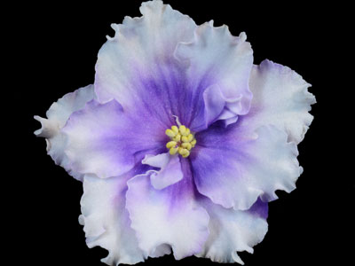 (image for) Snowy Halo