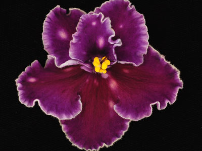 (image for) Spanish Dancer