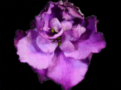 (image for) Spanish Moss