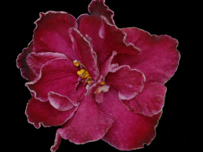 (image for) Sparkleberry