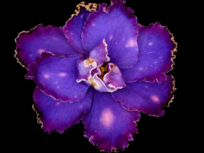 (image for) Speckled Halo