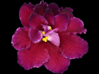 (image for) Spice Island