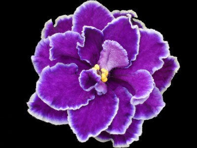 (image for) Starry Night Blue