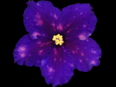 (image for) Startrick