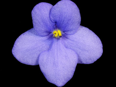 (image for) Steffano's Azure Diamonds