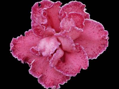 (image for) Strawberry Fields