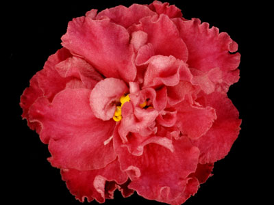 (image for) Strawberry Kiss