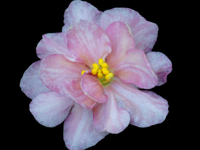 (image for) Summer Comfort