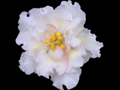 (image for) Sunkissed Rose