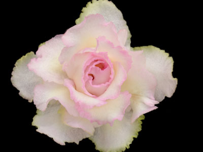 (image for) Sunshine Girl