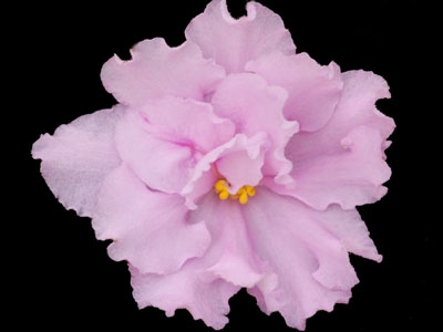 (image for) Super Duper (Lyon's)