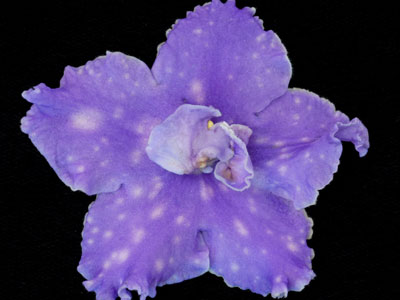 (image for) Surf's Up